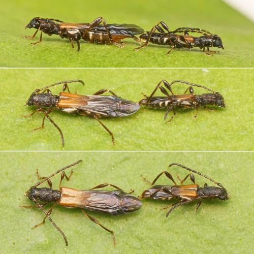 Dolocerus reichii